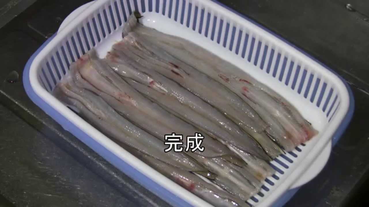 釣った小さいアナゴ メソ を天ぷら用に捌く Youtube