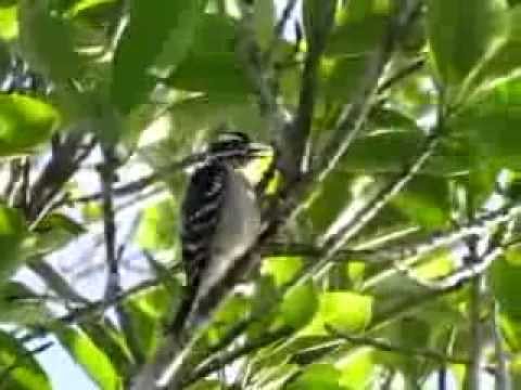 Downy woodpecker in a Strangler Fig at Rookery Bay Reserve Field