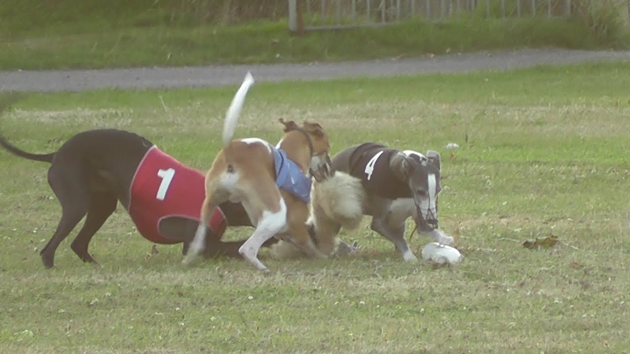 Whippet Racing 2014 Lizard, Cornwall