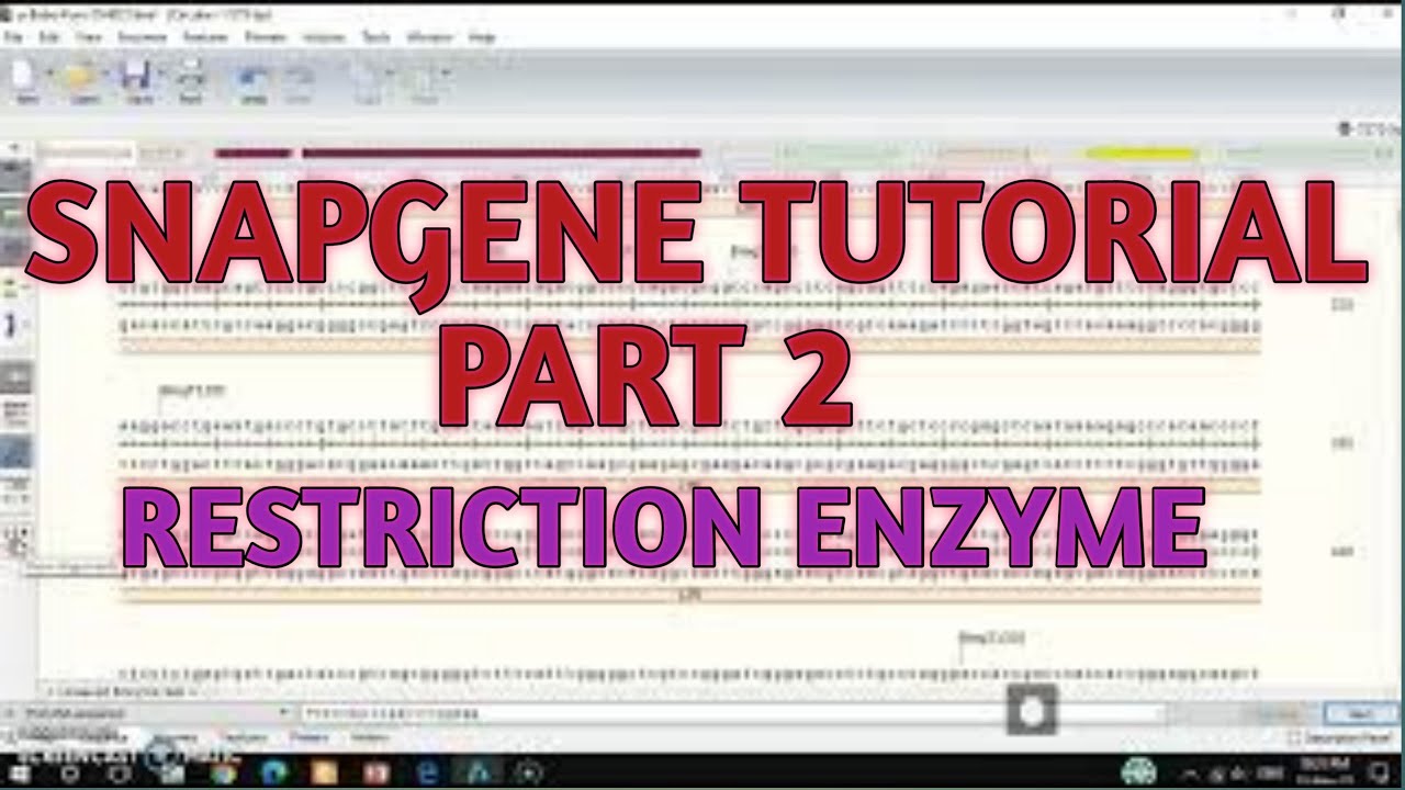 Restriction cloning snapgene II xgene and proteinx