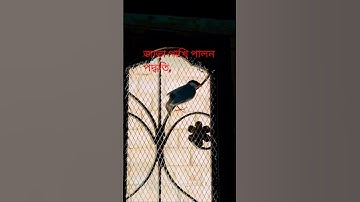 জাভা পাখি পালন পদ্ধতি ও ডিম🥚🥚,একি কাণ্ড করলো পাখিটা #birdsounds #shortsvideo #short #viralvideo#KEKA