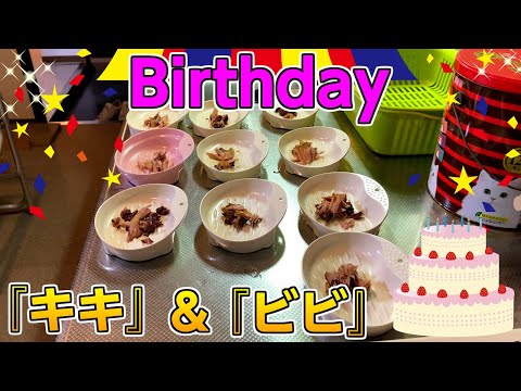 保護ねこ　4月1日は『キキ＆ビビ』の誕生日！今日は焼がつおを全員に配給する！