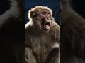 رآه رجع روحو البدي غير باش دعموه