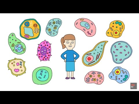 [TED Ed VietSub] Lịch sử kỳ quặc của học thuyết tế bào - Lauren Royal Woods - youtube