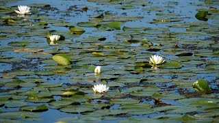 The Wetland - Nature Scenes in 4K