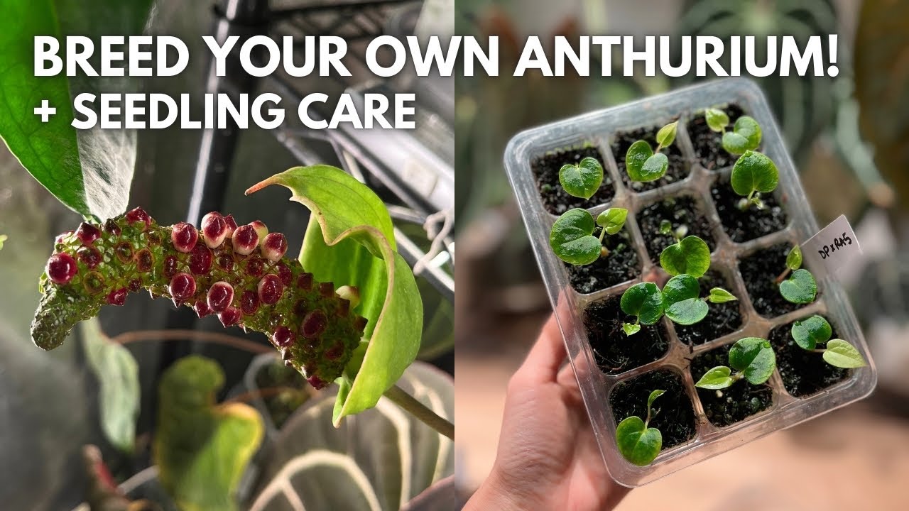 A general guide to Anthurium breeding & seedling care!