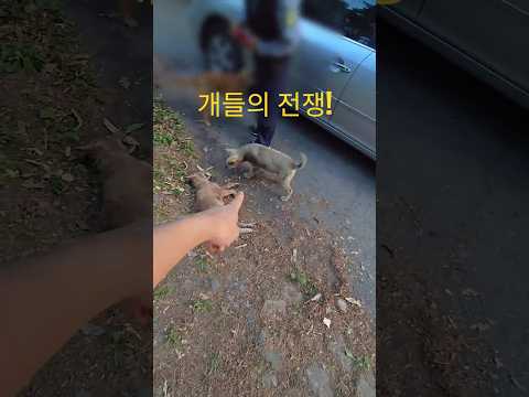서열싸움 이런거 처음봐가지고 할말이 없네요 thumbnail