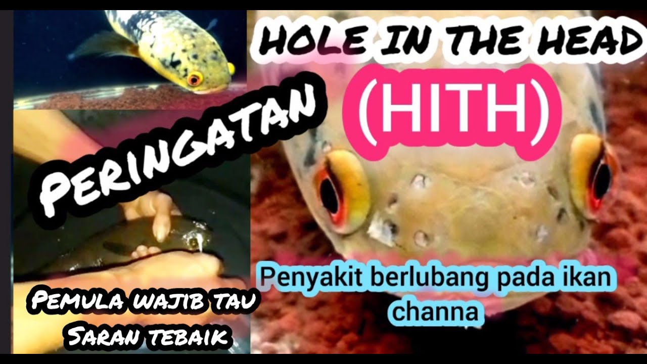 PENYAKIT LUBANG KEPALA IKAN CHANNA 
