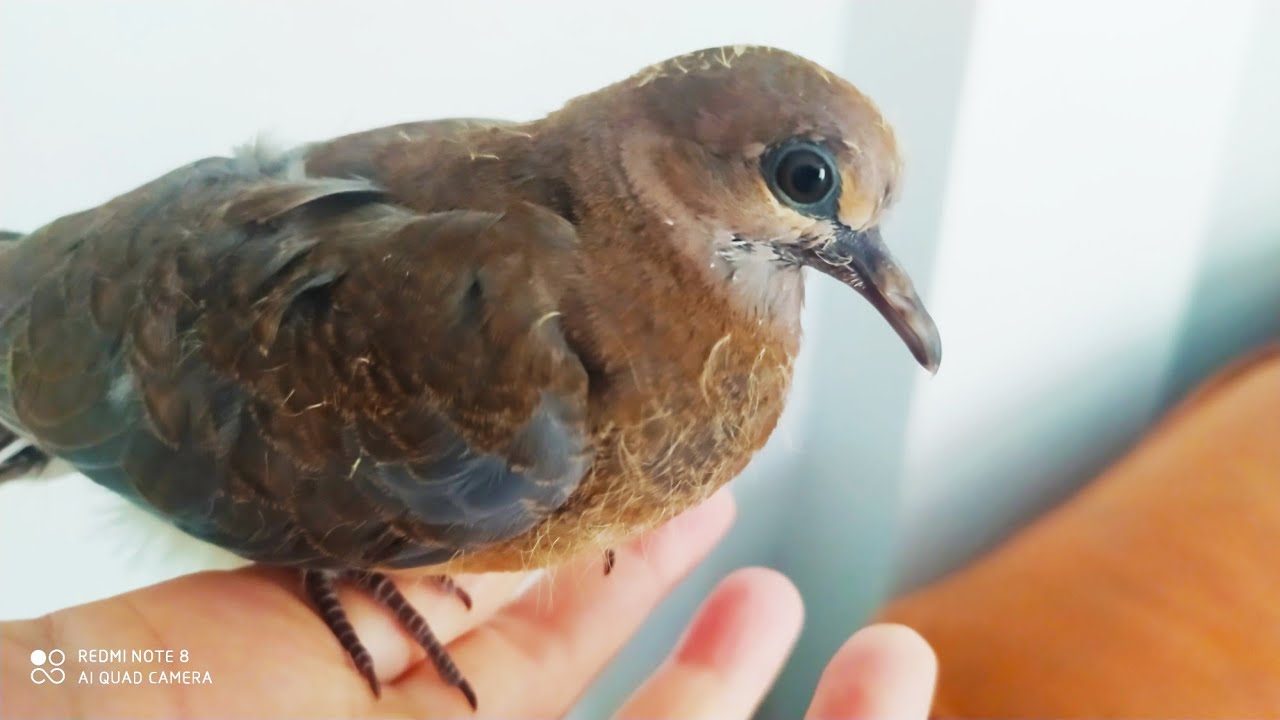 EVDE KUMRU YAVRUSU NASIL BESLENİR?EVDE KUMRU BESLENİR Mİ?EVDE KUMRU NASIL BESLENİR?KUMRU BESLEMEK