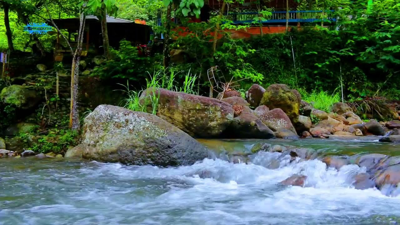 Forest River ASMR  Calming Water Flow and Birds Singing 🤍🌊