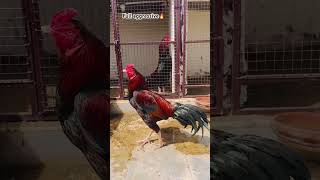 Aseel lover💕 #aseelmurga #viralvideo #rooster #bestyoutuber