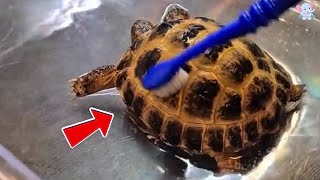 Milo: A Tiny Turtle Becomes a Gentle Giant and a Beloved Guardian of One Lucky Family’s Home.