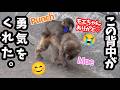 【永久保存版第二弾】小さな体で一人がんばるパンチくんにモエちゃんが…！【パンチくん🐵】市川市動植物園 のニホンザル「パンチくん」Punch the monke