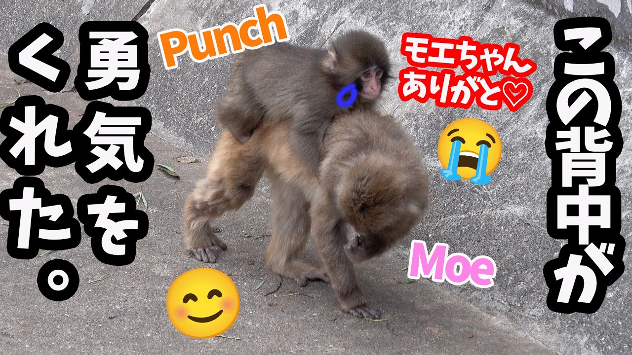 【永久保存版第二弾】小さな体で一人がんばるパンチくんにモエちゃんが…！【パンチくん🐵】市川市動植物園 のニホンザル「パンチくん」Punch the monke