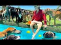 BIG Pool Day For Shelter Dogs My Life Vlog With Dogs 