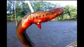 Рыба-монстр из реки в штате Нью-Джерси, США