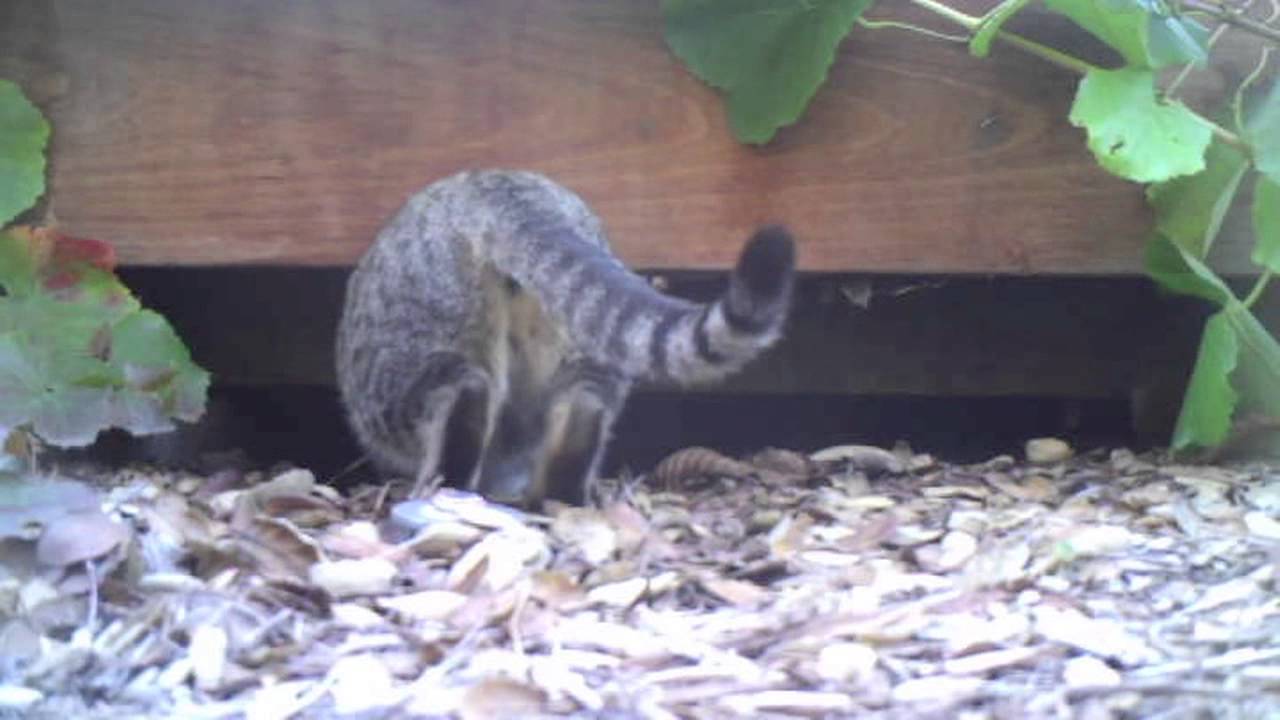 museums in london Cat Disappearing Underneath Observation Platform At NHM Wildlife Gardens