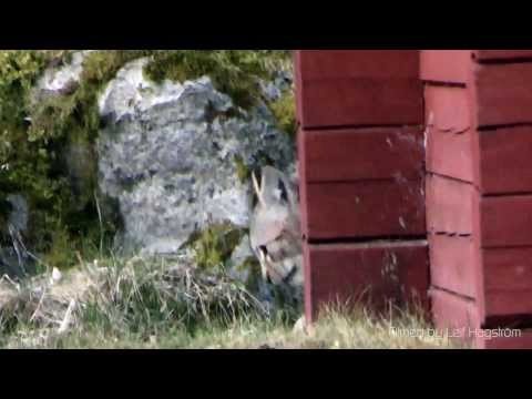 Video: Pampas Katt: Livsstil Og Habitat, Natur, Reproduksjon Og Hovedtrusler, Foto