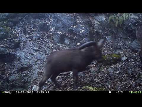 ჯიხვების შერკინება ლაგოდეხის ლაგოდეხის დაცულ ტერიტორეიბზე