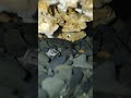 креветка Амано прячется в маленьких скалах. Но с фонариком я ее нашел. #амано #креветка #аквариум