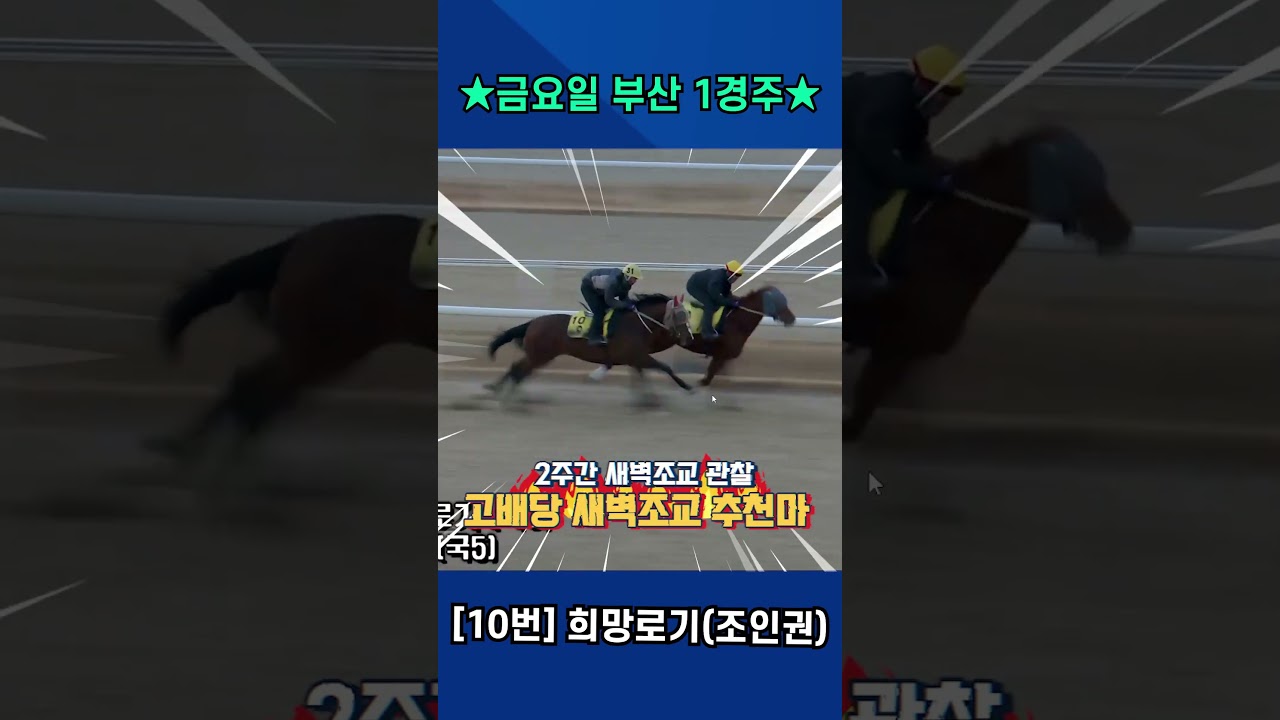 2월13일 금요일 부산 1경주!! 2주간 훈련변화 보인 강백호의 새벽조교 쏘스마!!#강백호경마 #shorts