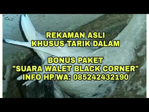sample-rekaman-asli-khusus-tarik-dalam,-bonus-paket-suara-walet-black-corner!!!