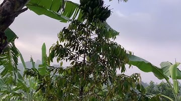 3 bí skip để trồng cây chuối chà bền vững trên 7 năm 