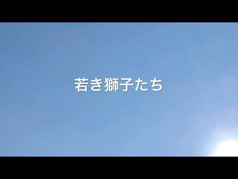 若き獅子たち  西城秀樹 cover
