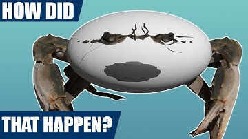 Fossil crab - how did it get in the rock?? [how concretions form]