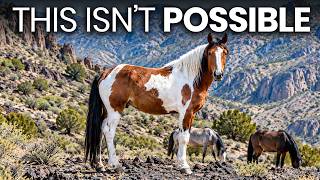 Scientists Found "Lost" Conquistador Horses Still Running Wild in America — It Shouldn't Be Possible