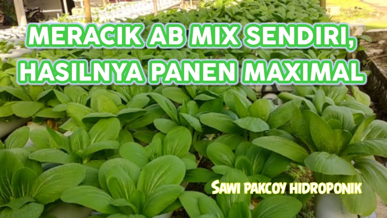 AB MIX RACIKAN SENDIRI, PANEN MAXIMAL. - YouTube