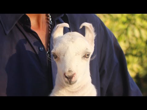 What is Barbari & Teddy  Goat  Breed Documentary