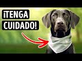 ¿Por qué los perros llevan pañuelo? Te sorprenderá