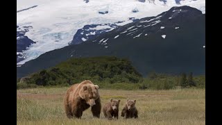 How are Human Disturbances affecting Grizzly Bear Populations in the Bow Valley?