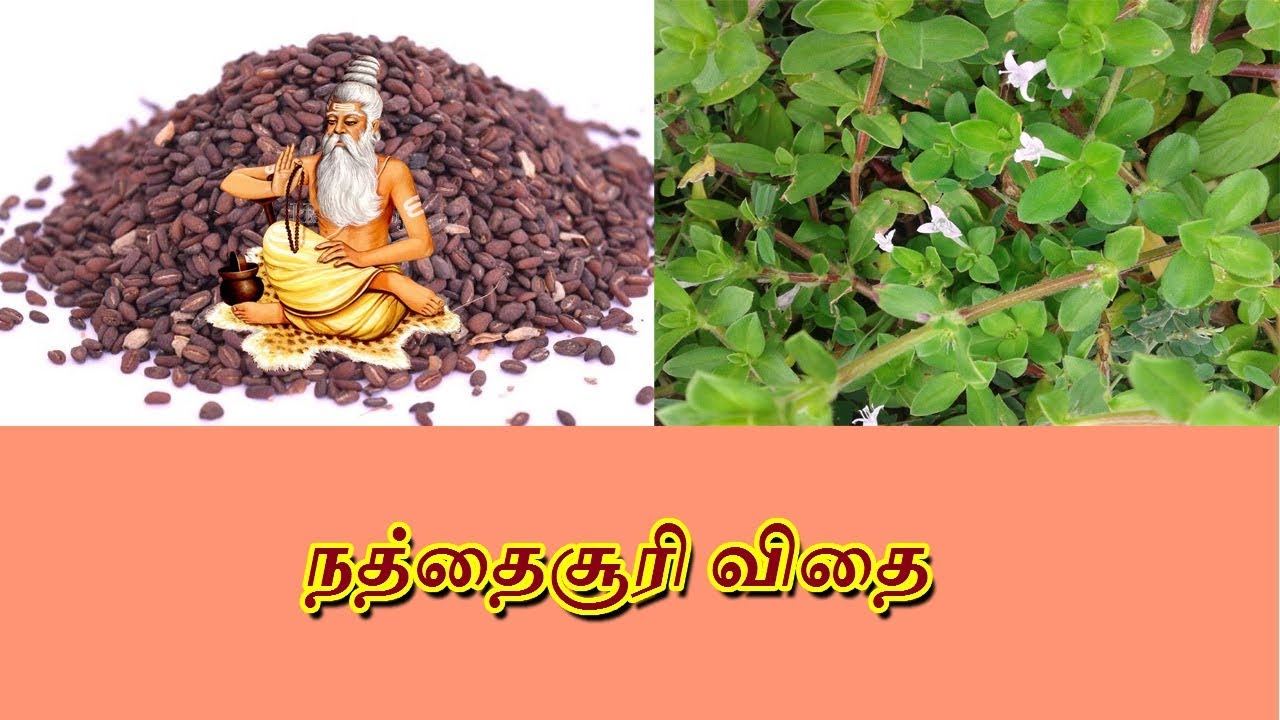 நத்தைசூரி விதை பயன்கள் NathaiSoori vithai Benefits In Tamil