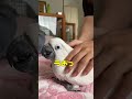パパと遊ぶオウムが微妙過ぎてコメントしづらい#shorts