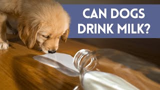 Can Dogs Drink MILK - Is It Safe? by Animal Life 55 views 2 months ago 3 minutes, 43 seconds