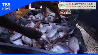 養殖のエサになる魚も…乱獲の実態【SDGs】