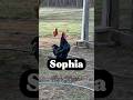 Sophia Oh Sophia Soopphhiiaaaaa Sophia Sofia Humor Laugh Chickens Hens Roosters