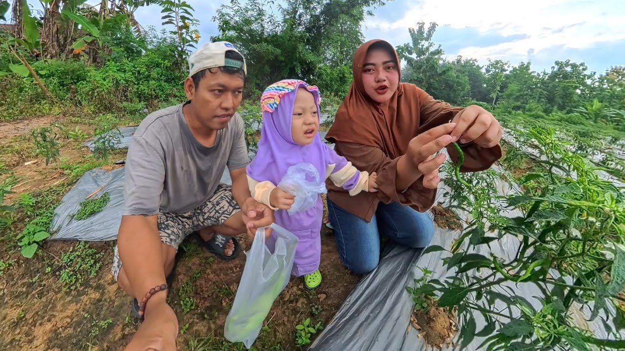 DAY 5 PUASA NGABUBURIT KITA DISAWAH PETIK LOMBOK 