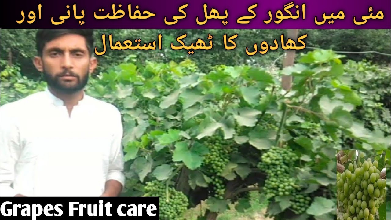 Grapes vine care in hindi/urduGrapes Fertilizer planGrapes fruit