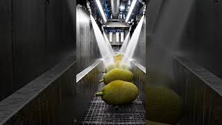 Inside Modern Jackfruit Chips Factory 🤯 Automated Food Processing