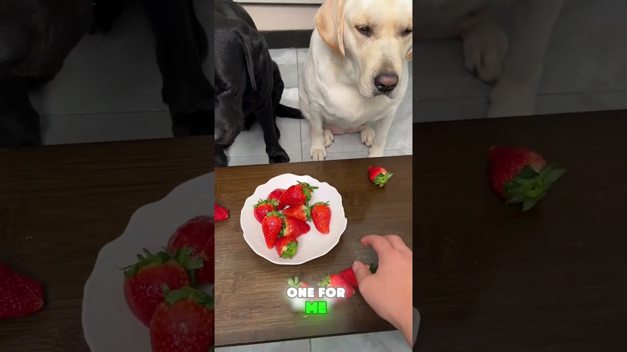 🐶🍖📉Puppy: Why is yours getting more while ours is getting less and less? #funnypets#funny