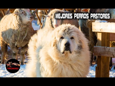 Video: Cinco mejores razas de perros de pastor para su protección