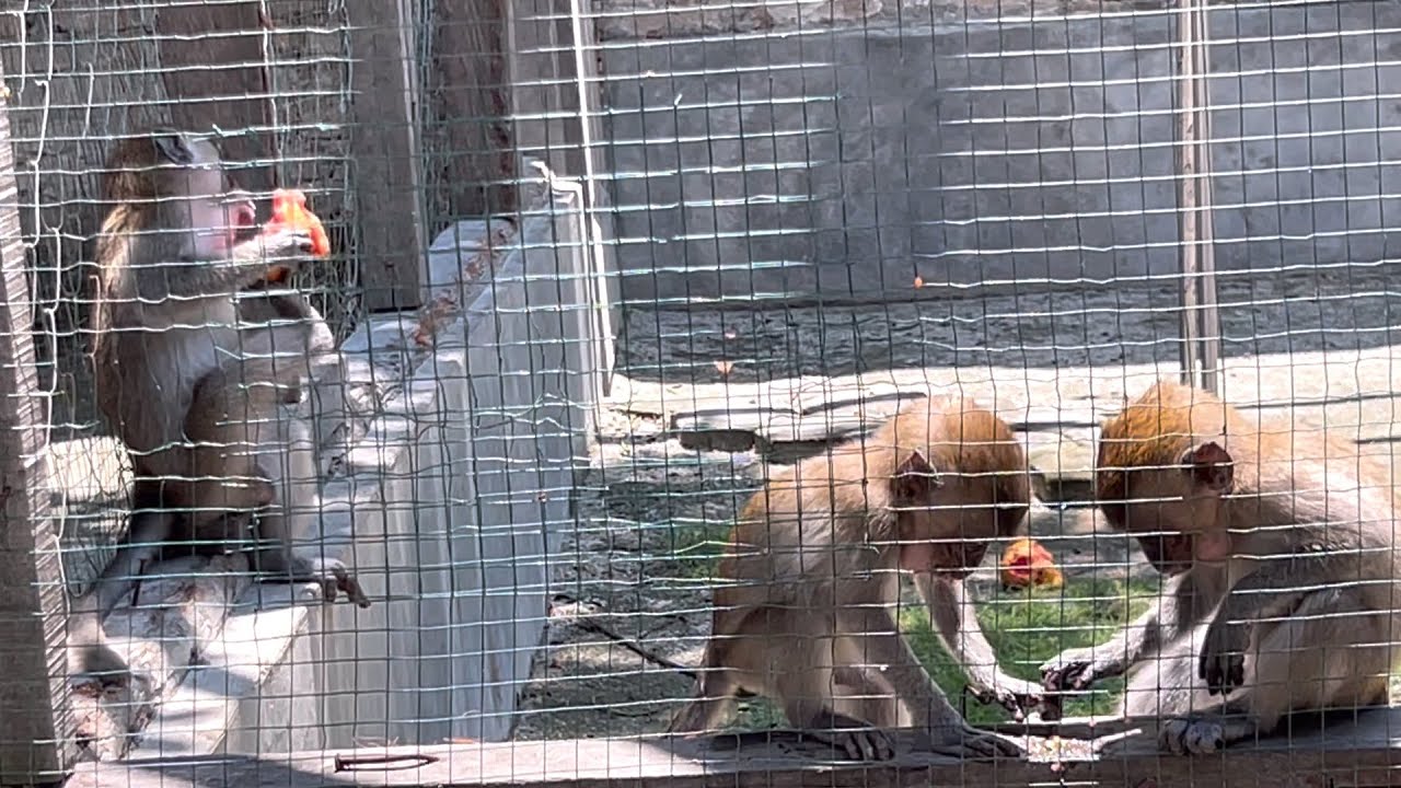 Soon Daisy and her friends will return to the forest where Bella and her friends are.