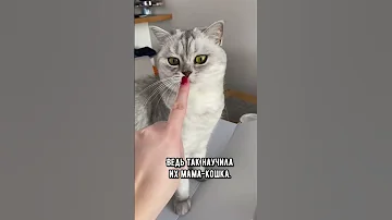 Почему котик сначала лижет руку, а потом ее кусает  #кот #коты #shorts