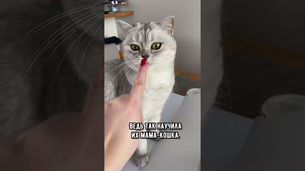 Почему кошка лижет руку, а потом кусает?