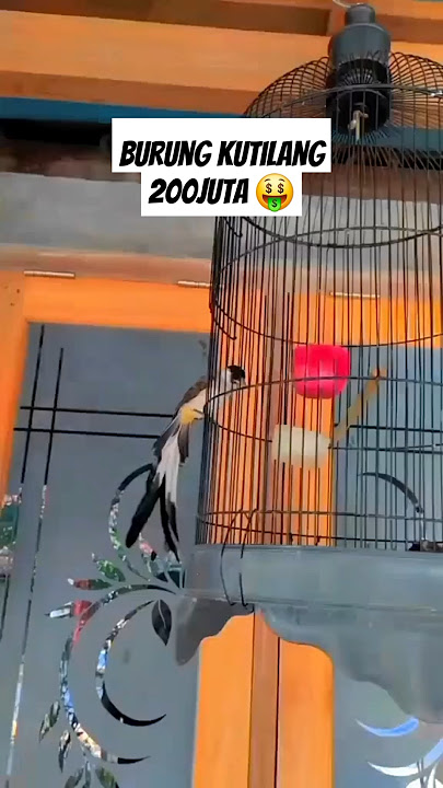 Burung kutilang termahal 200jt #kicaumania #birds