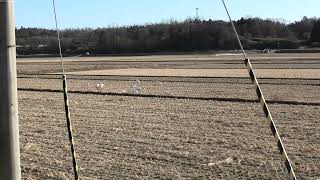 1月17日白鳥の餌場S1260006