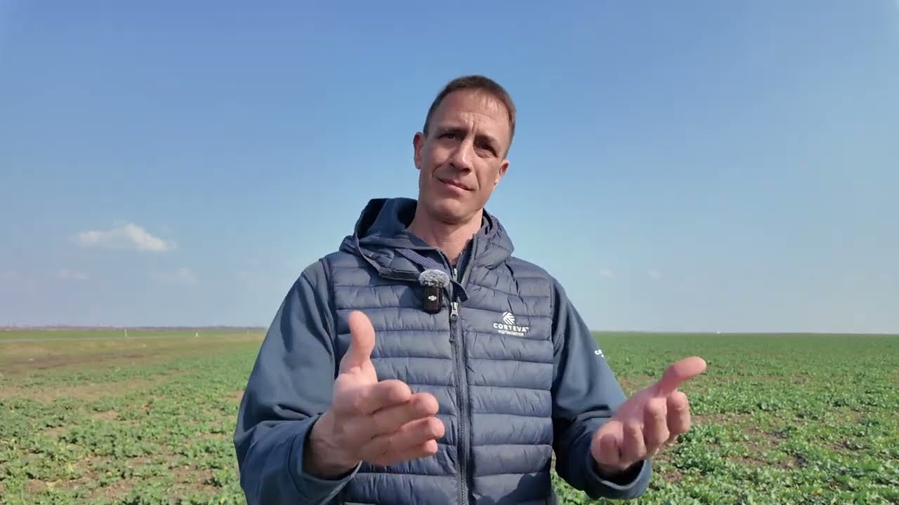 ULJANA REPICA U MARTU – OVO MORATE URADITI SADA-SAVET AGRONOMA SA NJIVE